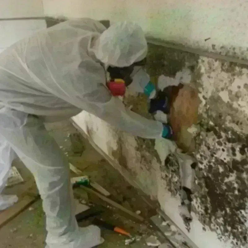 Mold Remediation and Removal in Louisville, GA